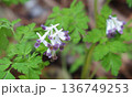 野の花・ムラサキケマン 136749253
