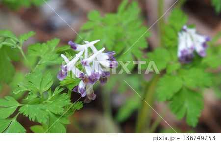 野の花・ムラサキケマン 野の花・ムラサキケマン 136749253