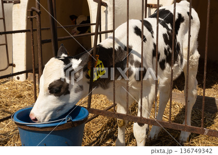Calf drinks in paddock at livestock farm Calf drinks in paddock at livestock farm 136749342
