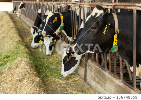 Cows feeding on hay in barn 136749359