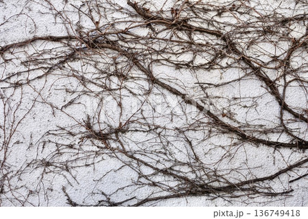 白い壁を這う枯れた蔦 136749418