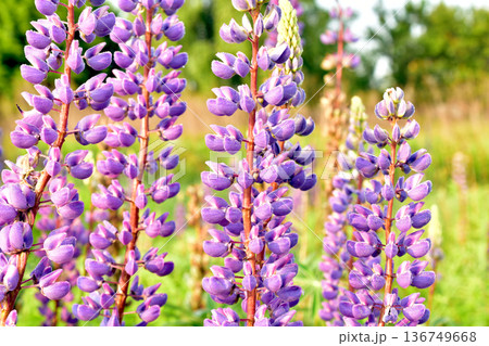 Spring. Lupine flowers are blooming. Spring. Lupine flowers are blooming. 136749668