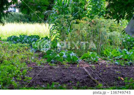 View of a small urban private vegetable garden with vegetables and herbs 136749743