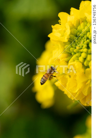 菜の花の蜜を吸うミツバチ 136749756