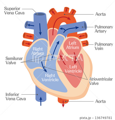 心臓の構造解剖図(心房・心室・大動脈)カラー 心臓の構造解剖図(心房・心室・大動脈)カラー 136749781