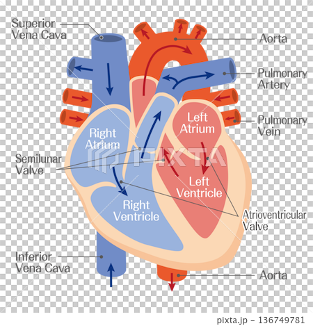 心臓の構造解剖図(心房・心室・大動脈)カラー 心臓の構造解剖図(心房・心室・大動脈)カラー 136749781