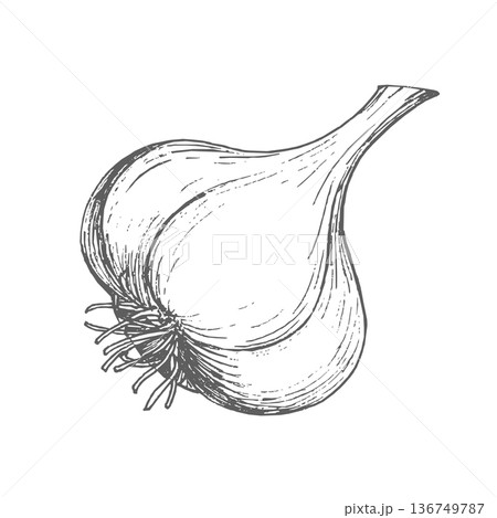 Garlic ink illustration. Vector ink styled handmade illustration. For packaging design, cards, cover, prints, product labels and fabric. 136749787
