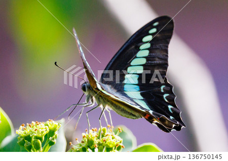 青緑色に輝くパステルカラーの帯が魅力的で美しい蝶　アオスジアゲハ 136750145