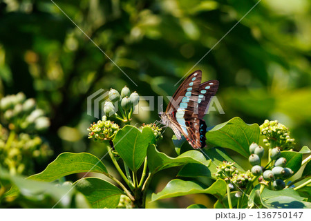 青緑色に輝くパステルカラーの帯が魅力的で美しい蝶 アオスジアゲハ 青緑色に輝くパステルカラーの帯が魅力的で美しい蝶 アオスジアゲハ 136750147