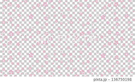 小さい桜のシームレスパターン白背景 136750198