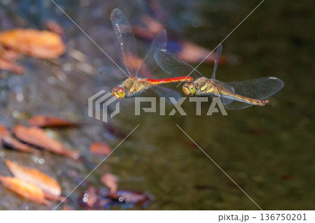 夏から飛び始める秋を代表するトンボの虫アキアカネ 136750201