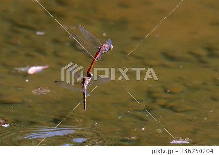 夏から飛び始める秋を代表するトンボの虫アキアカネ 136750204