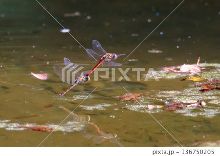 夏から飛び始める秋を代表するトンボの虫アキアカネ 136750205