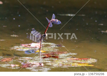夏から飛び始める秋を代表するトンボの虫アキアカネ 136750206
