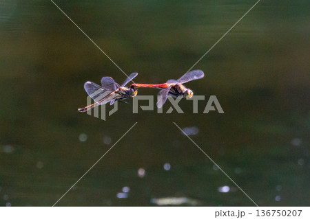 夏から飛び始める秋を代表するトンボの虫アキアカネ 136750207