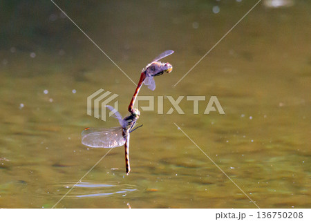 夏から飛び始める秋を代表するトンボの虫アキアカネ 136750208