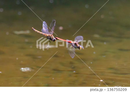 夏から飛び始める秋を代表するトンボの虫アキアカネ 夏から飛び始める秋を代表するトンボの虫アキアカネ 136750209