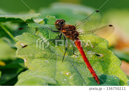 夏から飛び始める秋を代表するトンボの虫アキアカネ 136750211