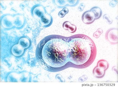 Human cells division 136750329