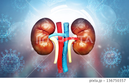 Kidney with virus Kidney with virus 136750357