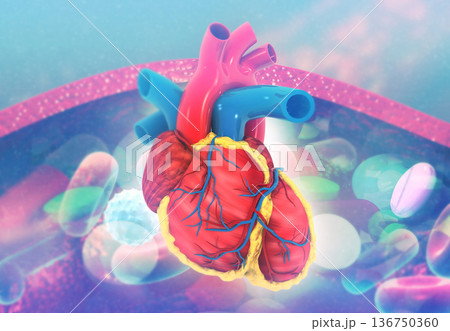 Human heart anatomy on medical background 136750360