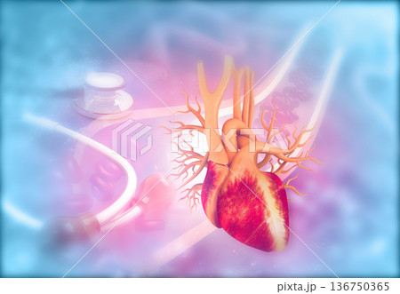 Human heart on medical science background Human heart on medical science background 136750365