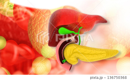 Human Liver 136750368