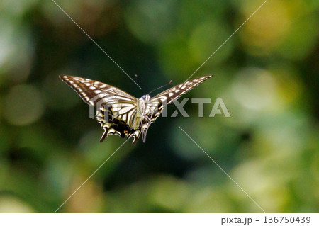 都会から山地まで、様々な場所で見ることが出来る身近な　アゲハチョウ 136750439