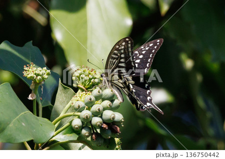 都会から山地まで、様々な場所で見ることが出来る身近な アゲハチョウ 都会から山地まで、様々な場所で見ることが出来る身近な アゲハチョウ 136750442
