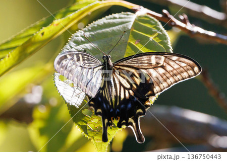 都会から山地まで、様々な場所で見ることが出来る身近な　アゲハチョウ 136750443