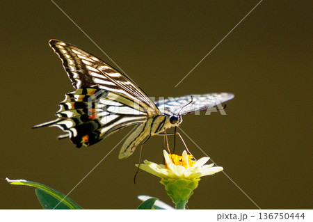 都会から山地まで、様々な場所で見ることが出来る身近な アゲハチョウ 都会から山地まで、様々な場所で見ることが出来る身近な アゲハチョウ 136750444