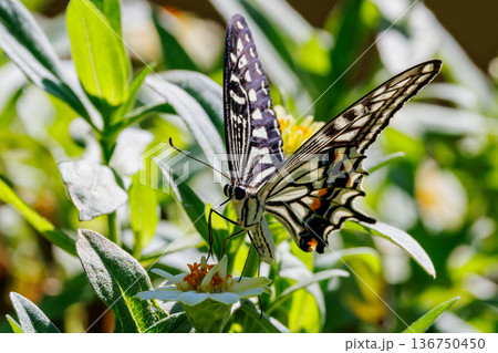 都会から山地まで、様々な場所で見ることが出来る身近な　アゲハチョウ 136750450