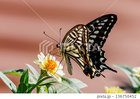 都会から山地まで、様々な場所で見ることが出来る身近な アゲハチョウ 都会から山地まで、様々な場所で見ることが出来る身近な アゲハチョウ 136750452