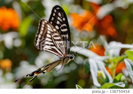 都会から山地まで、様々な場所で見ることが出来る身近な　アゲハチョウ 136750458