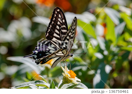 都会から山地まで、様々な場所で見ることが出来る身近な　アゲハチョウ 136750461