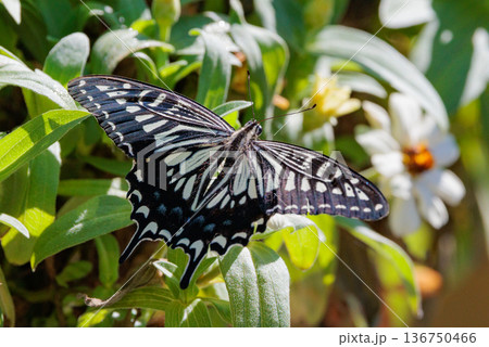 都会から山地まで、様々な場所で見ることが出来る身近な　アゲハチョウ 136750466