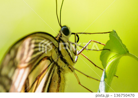 都会から山地まで、様々な場所で見ることが出来る身近な　アゲハチョウ 136750470