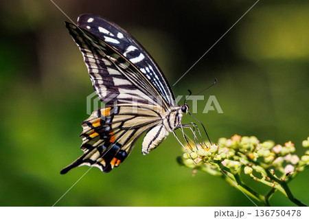 都会から山地まで、様々な場所で見ることが出来る身近な アゲハチョウ 都会から山地まで、様々な場所で見ることが出来る身近な アゲハチョウ 136750478