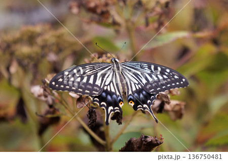 都会から山地まで、様々な場所で見ることが出来る身近な アゲハチョウ 都会から山地まで、様々な場所で見ることが出来る身近な アゲハチョウ 136750481