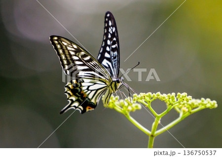 都会から山地まで、様々な場所で見ることが出来る身近な　アゲハチョウ 136750537