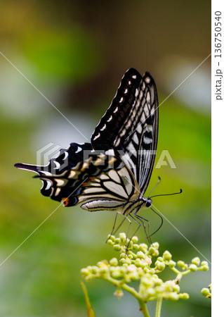 都会から山地まで、様々な場所で見ることが出来る身近な　アゲハチョウ 136750540