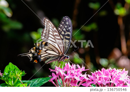 都会から山地まで、様々な場所で見ることが出来る身近な　アゲハチョウ 136750546
