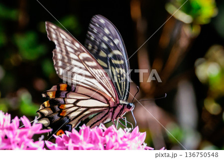 都会から山地まで、様々な場所で見ることが出来る身近な　アゲハチョウ 136750548