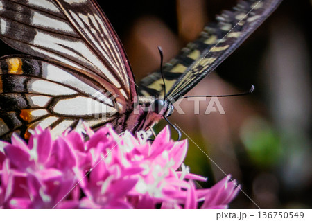 都会から山地まで、様々な場所で見ることが出来る身近な　アゲハチョウ 136750549