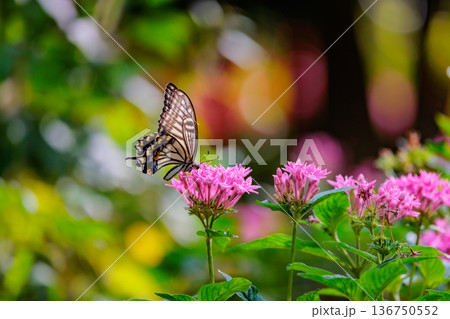 都会から山地まで、様々な場所で見ることが出来る身近な　アゲハチョウ 136750552