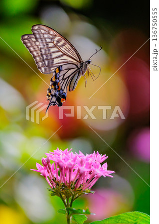 都会から山地まで、様々な場所で見ることが出来る身近な アゲハチョウ 都会から山地まで、様々な場所で見ることが出来る身近な アゲハチョウ 136750555