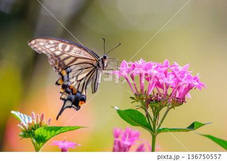 都会から山地まで、様々な場所で見ることが出来る身近な　アゲハチョウ 136750557