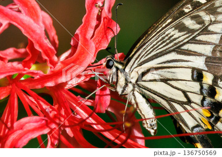 都会から山地まで、様々な場所で見ることが出来る身近な　アゲハチョウ 136750569