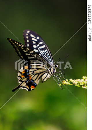 都会から山地まで、様々な場所で見ることが出来る身近な アゲハチョウ 都会から山地まで、様々な場所で見ることが出来る身近な アゲハチョウ 136750573