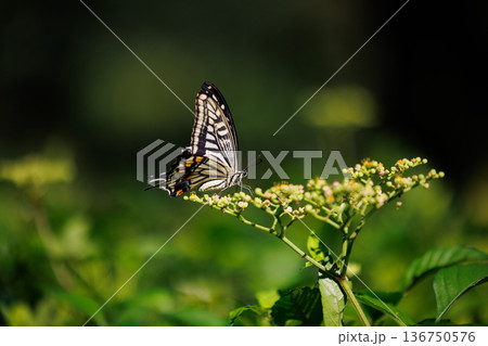 都会から山地まで、様々な場所で見ることが出来る身近な　アゲハチョウ 136750576